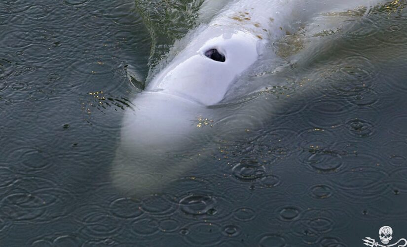 Beluga whale euthanized after rescue from Seine River in France