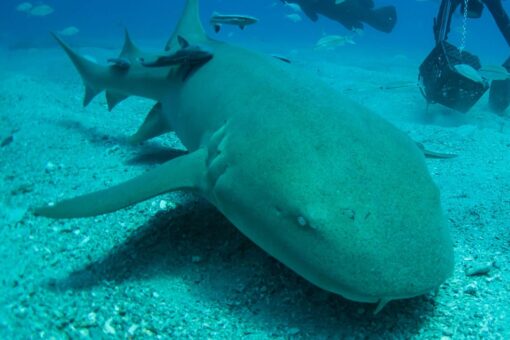 Sharks bite boy, 8, during Bahamas vacation, report says: ‘Like a scene from Jaws’