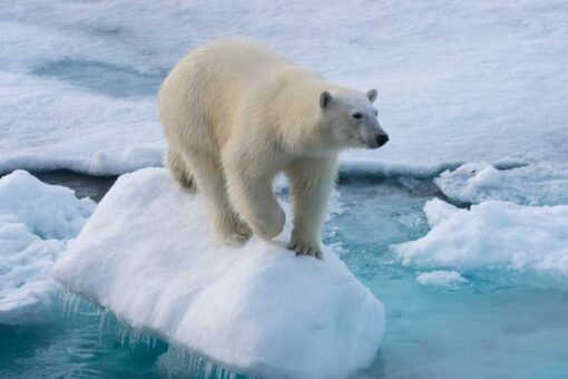 French woman attacked by polar bear in Norway, escapes with only minor injuries
