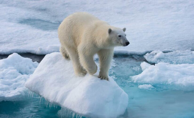 French woman attacked by polar bear in Norway, escapes with only minor injuries