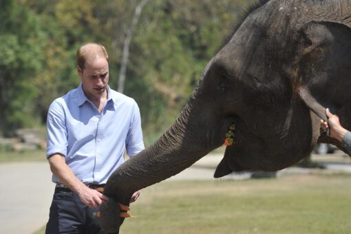Prince William praises 5-year sentence for ivory, rhino horn trafficker
