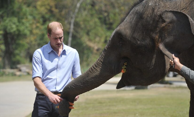 Prince William praises 5-year sentence for ivory, rhino horn trafficker