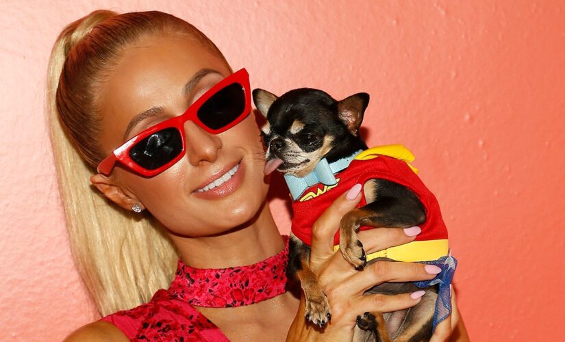 Paris Hilton is ‘depressed’ and offering ‘a big reward’ for missing dog Diamond Baby: ‘NO questions asked’