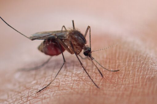 Scientists test new malaria vaccine with box full of mosquitoes: ‘Whole forearm swelled’