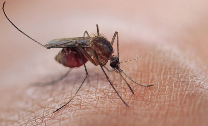 Scientists test new malaria vaccine with box full of mosquitoes: ‘Whole forearm swelled’