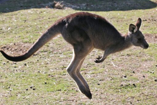 Australian man killed by kangaroo, first fatal attack in over 85 years