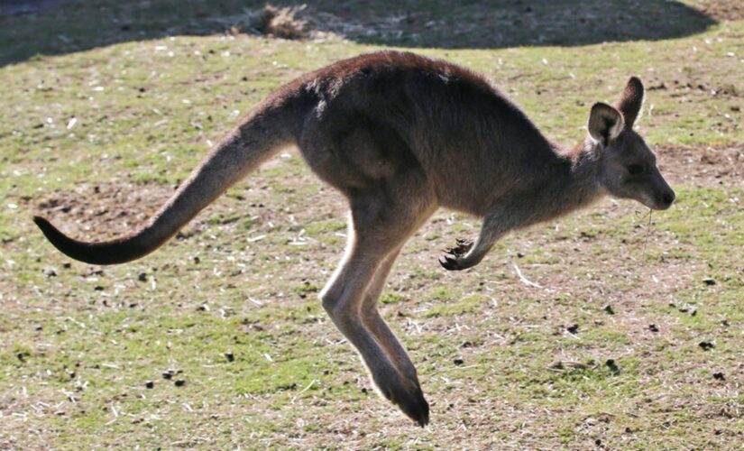 Australian man killed by kangaroo, first fatal attack in over 85 years