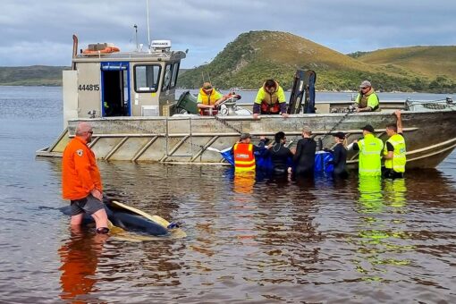 Australian wildlife team rescues 32 beached pilot whales after nearly 200 die in mass stranding