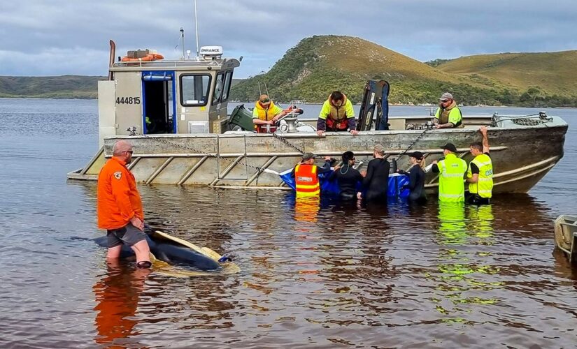 Australian wildlife team rescues 32 beached pilot whales after nearly 200 die in mass stranding