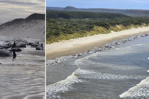 Hundreds of whales beached in Australia mass stranding, officials say at least half presumed alive