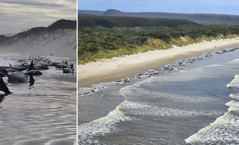 Hundreds of whales beached in Australia mass stranding, officials say at least half presumed alive