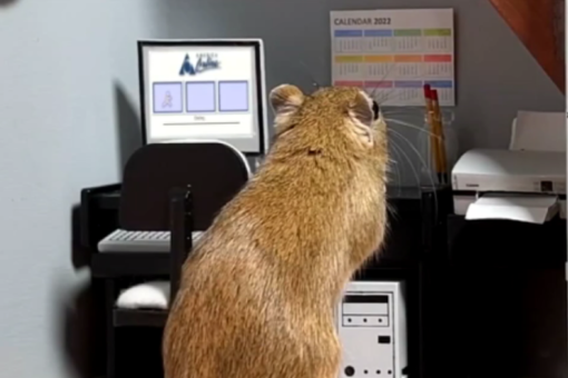 Oregon couple creates wholesome 80’s-themed TikTok videos with gerbils: ‘Positive and uplifting’