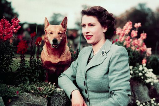 Queen Elizabeth II: Fans plan corgi parade at Buckingham Palace as tribute