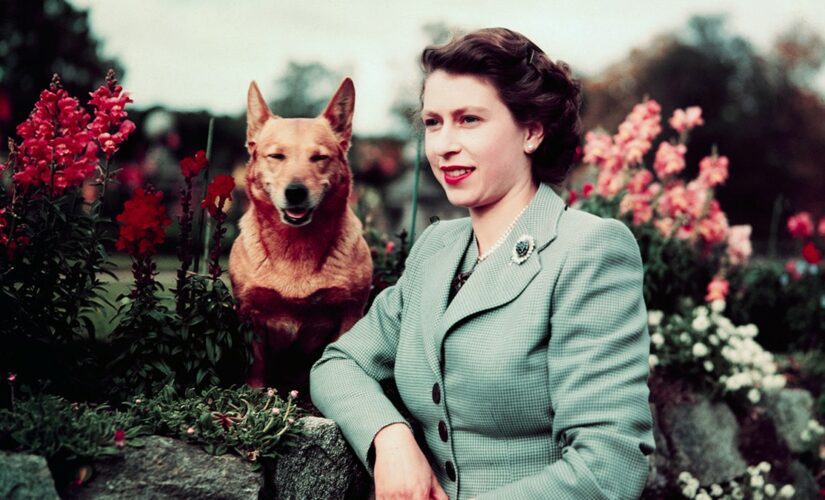 Queen Elizabeth II: Fans plan corgi parade at Buckingham Palace as tribute