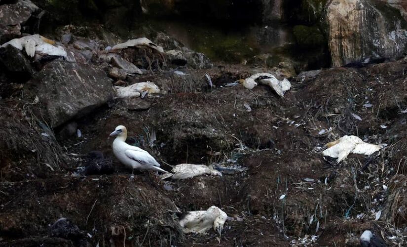 Unseasonal bird flu outbreak in France raises concerns