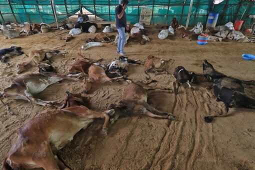 Virus kills 100K cows and buffaloes in India, livelihoods threatened