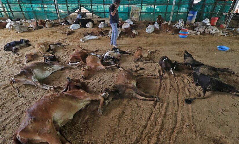 Virus kills 100K cows and buffaloes in India, livelihoods threatened