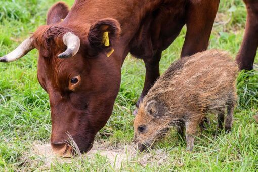 Unlikely family? Cows in Germany adopt wild boar piglet