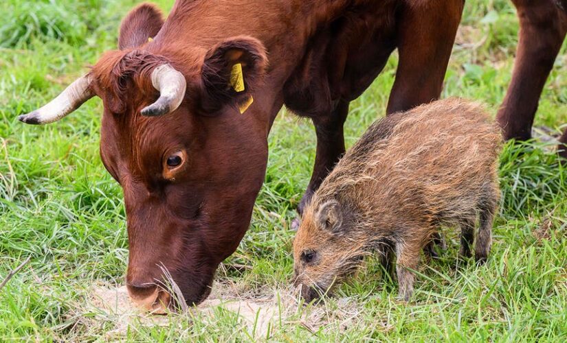 Unlikely family? Cows in Germany adopt wild boar piglet