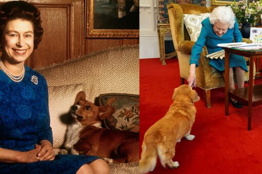 Queen Elizabeth II’s corgis will be cared for by Prince Andrew and Sarah Ferguson: report