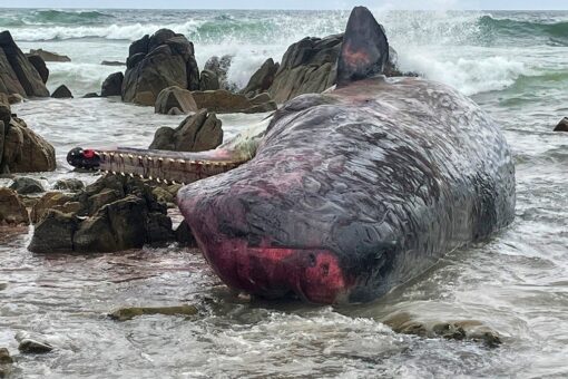 Australia wildlife officials investigating deaths of 14 sperm whales found on island