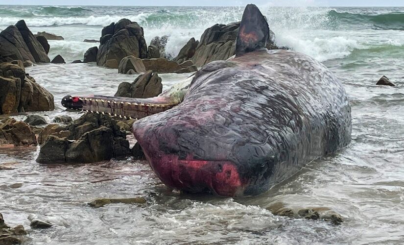 Australia wildlife officials investigating deaths of 14 sperm whales found on island