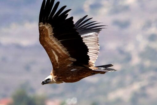 Spanish vultures released in Cyprus to revive population after deliberate poisoning