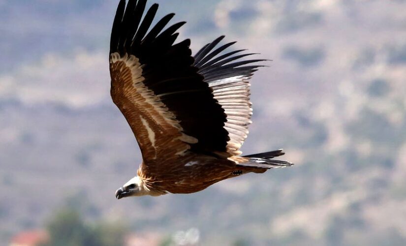 Spanish vultures released in Cyprus to revive population after deliberate poisoning