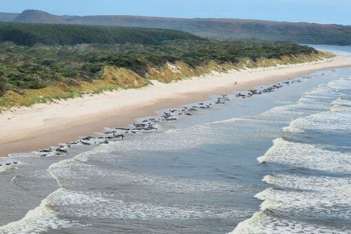 2 more whales die as death toll nears 200 in Australia mass stranding