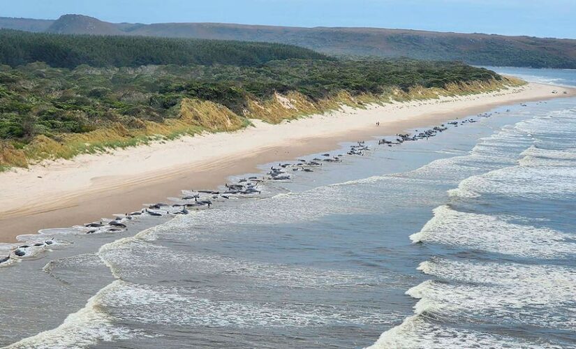 2 more whales die as death toll nears 200 in Australia mass stranding