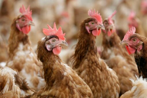UK poultry farmers demand government issue housing order over rising Avian flu cases