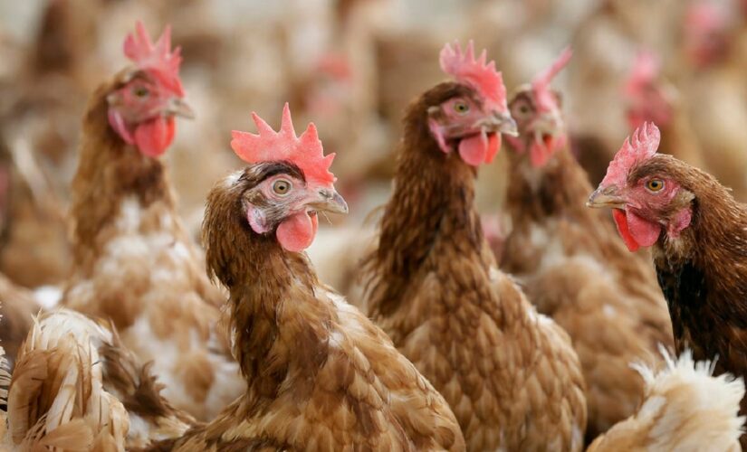 UK poultry farmers demand government issue housing order over rising Avian flu cases