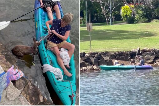 Australian kayakers rescue stranded kangaroo, pull to safety across shark-infested waters
