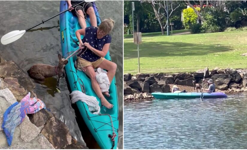 Australian kayakers rescue stranded kangaroo, pull to safety across shark-infested waters