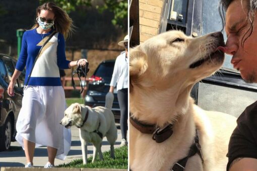 Olivia Wilde’s dog Gordy was rehomed, rescue clarifies