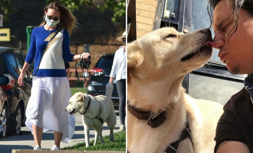 Olivia Wilde’s dog Gordy was rehomed, rescue clarifies