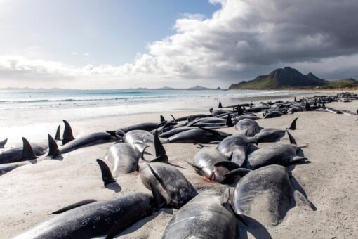 Nearly 500 pilot whales dead in New Zealand strandings