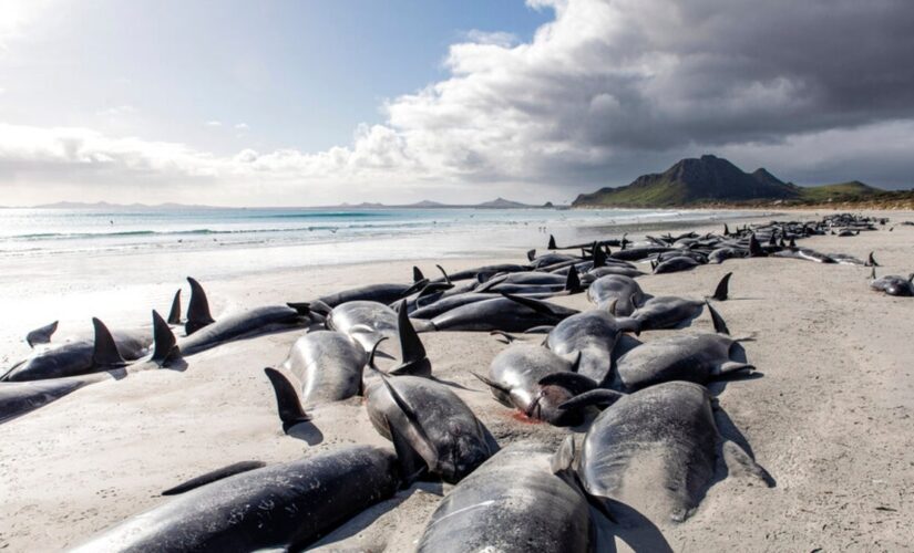 Nearly 500 pilot whales dead in New Zealand strandings