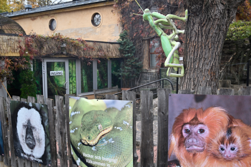 Cobra that went missing in Swedish zoo still free 6 days later
