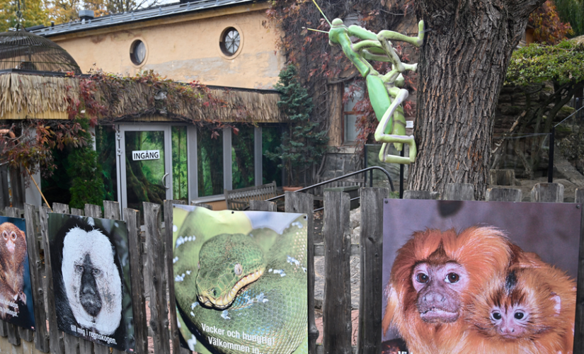 Cobra that went missing in Swedish zoo still free 6 days later