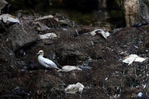 Dutch to kill over 100K farm chickens to contain bird flu