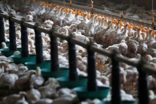 France tightens measures after experiencing its worst case of bird flu last winter