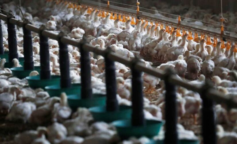 France tightens measures after experiencing its worst case of bird flu last winter