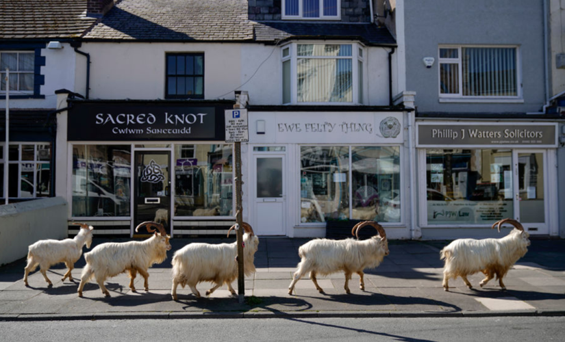 Welsh task force to manage feral goats after flocking to region during COVID lockdown