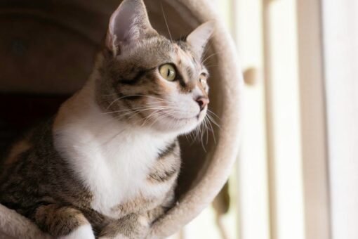 Cats at college? ‘Highly emotional’ students may benefit from felines on campus: study