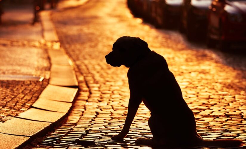 Dog spotted in Mexico running with human head in its mouth