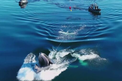 Humpback whale pulls off stunning move during rescue in Canada, video shows