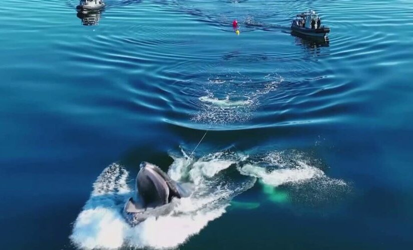 Humpback whale pulls off stunning move during rescue in Canada, video shows