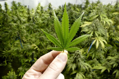 BLOWING SMOKE: Kellyanne Conway and Mark Penn on Biden’s weed pardon being ‘timed for the election’