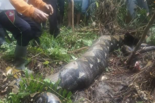 Missing Indonesian grandmother eaten alive by 22-foot python